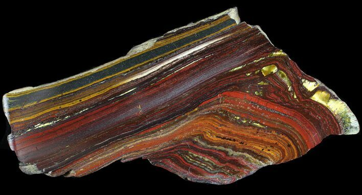 Polished Tiger Iron Stromatolite - ( Billion Years) #65538